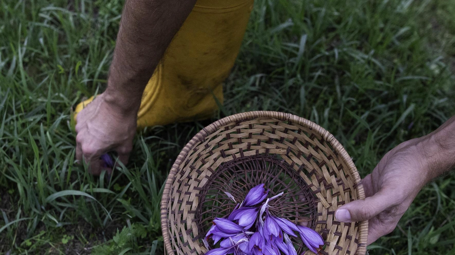 Tutti nei campi con merenda allo zafferano Tutti nei campi con merenda allo zafferano