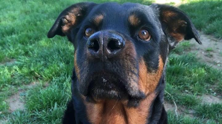 Uma, il cane ucciso con un colpo di fucile in bocca nel parco di Parabiago