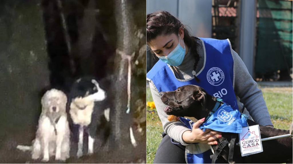 A sinistra i cani abbandonati, a destra una volontaria dell'Enpa in una foto d'archivio