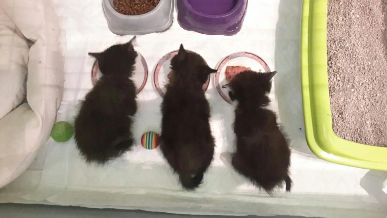 Polizia a lezione, focus sulle leggi a favore degli animali