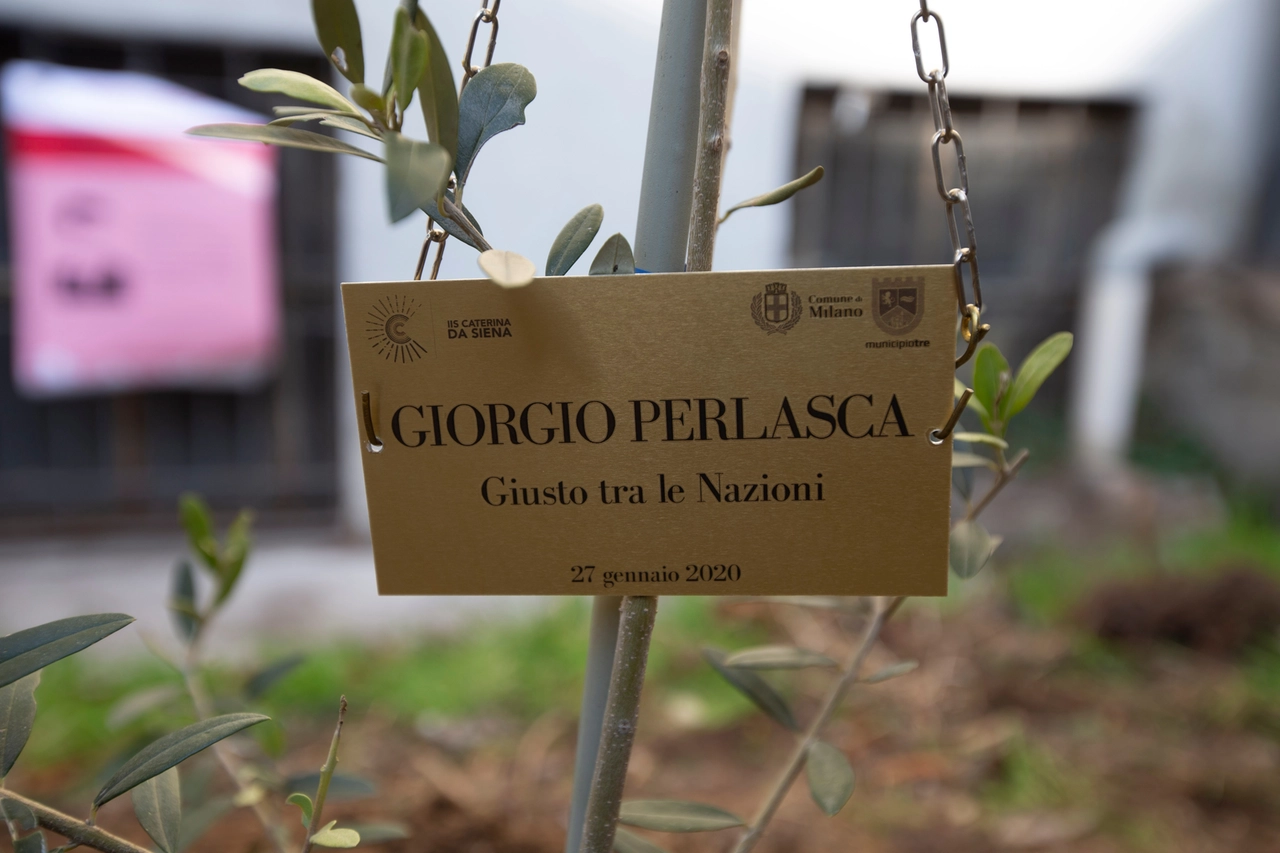 L'ulivo per Giorgio Perlasca