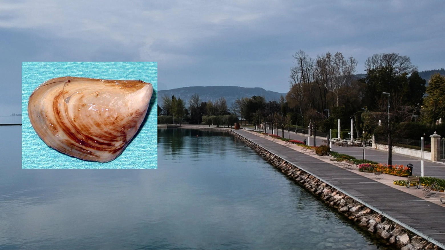  Dreissena bugensis, comunemente detta 'quagga mussel' scoperta nel lago di Garda