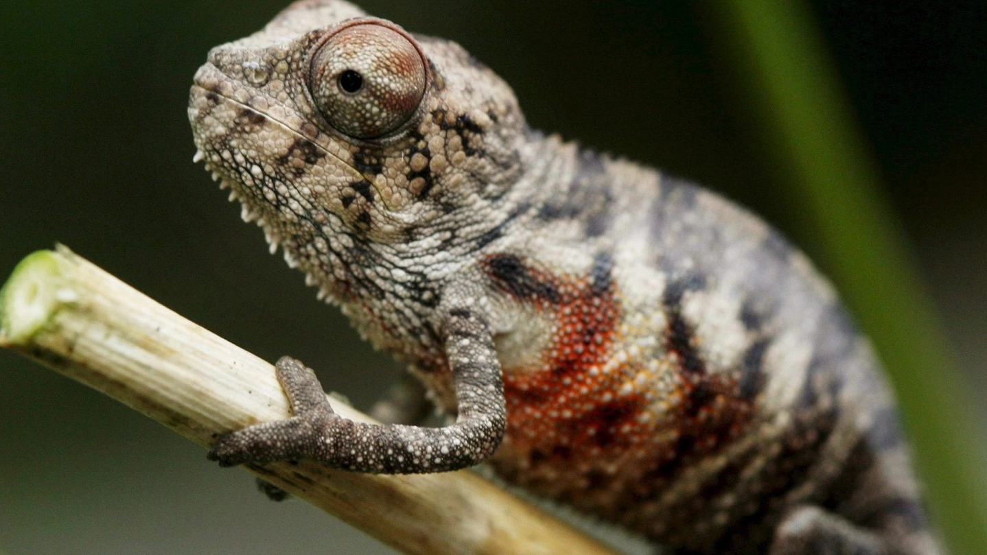 Un camaleonte in una foto d’archivio (Ansa)