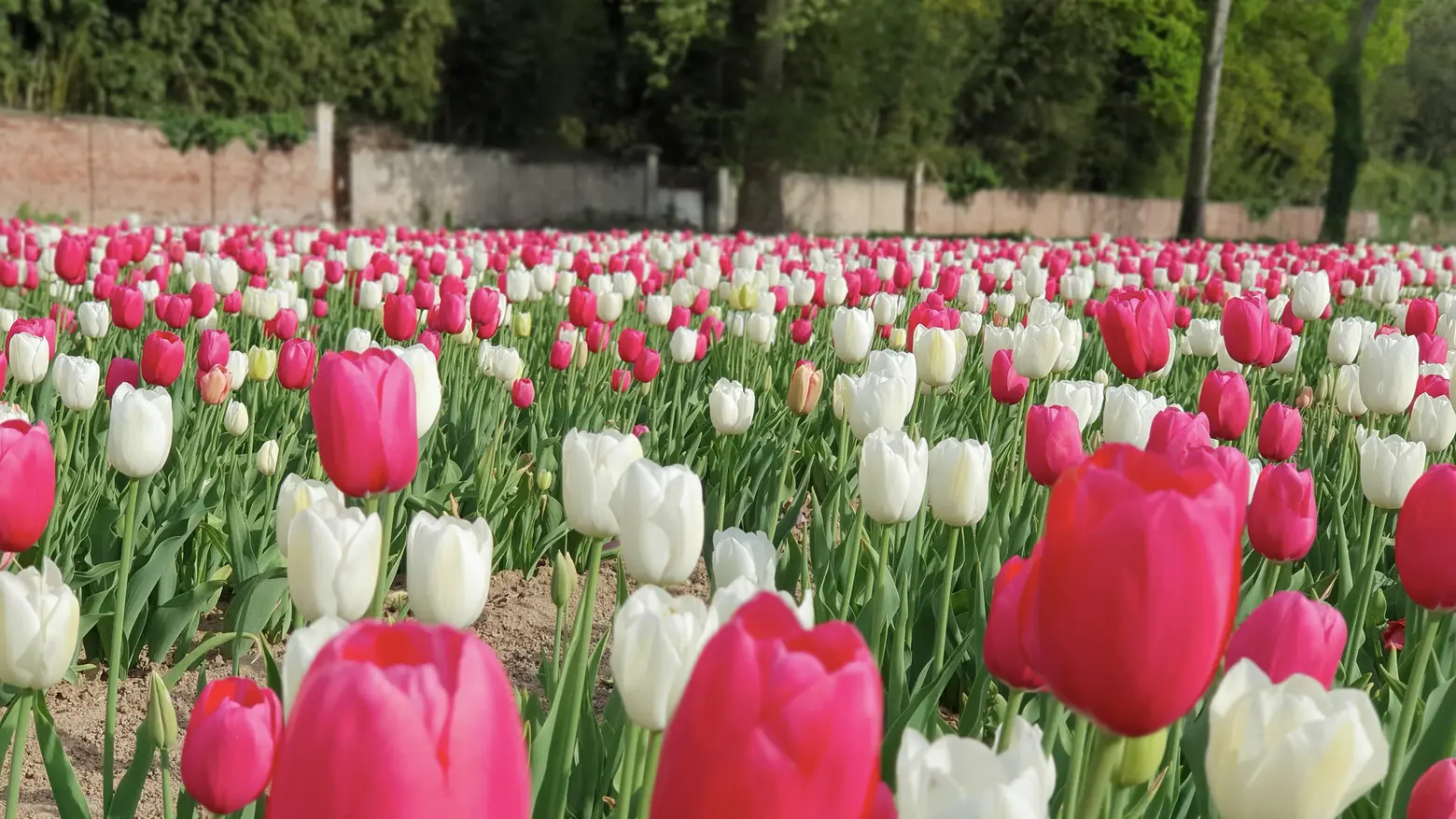Il campo di tulipani di Edwin Koeman ad Arese