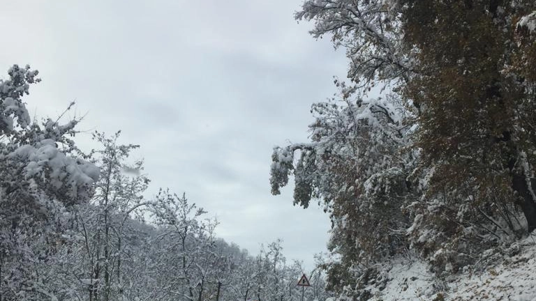 Albero caduto per la neve (foto di repertorio)