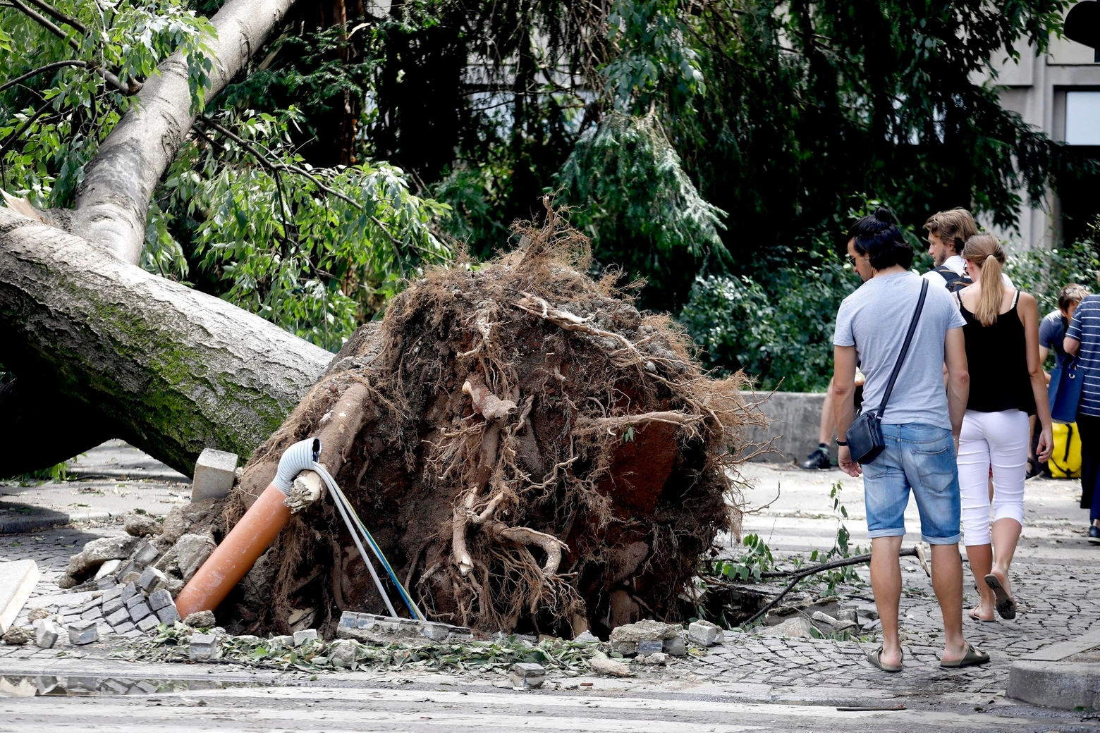 Uno degli alberi caduti nell'ultimo temporale a Milano