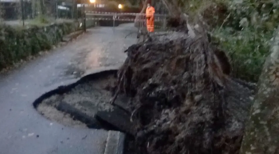 Lecco, crolla un albero: chiusa la ciclabile di Rivabella