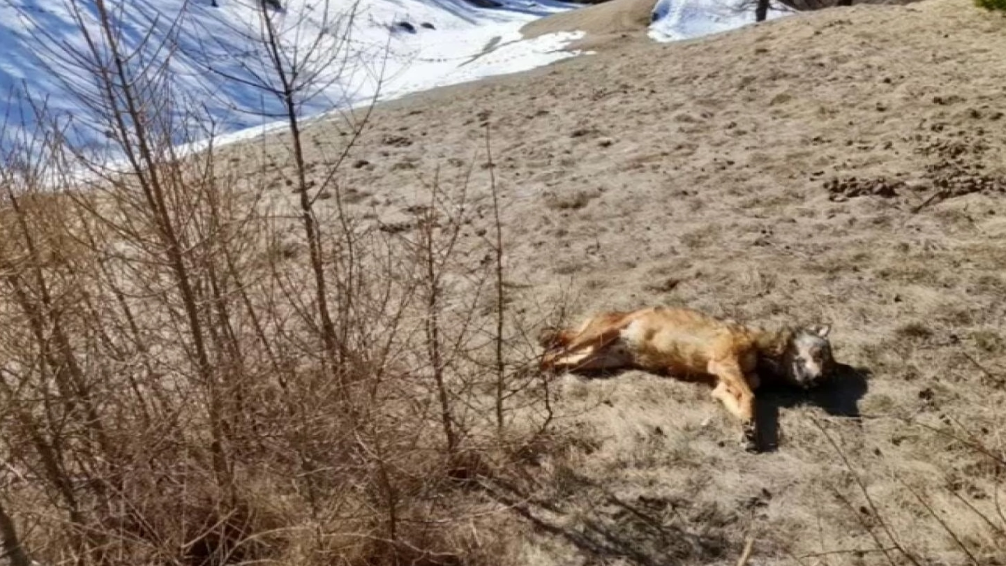 Un lupo è stato ucciso nel Parco dello Stelvio