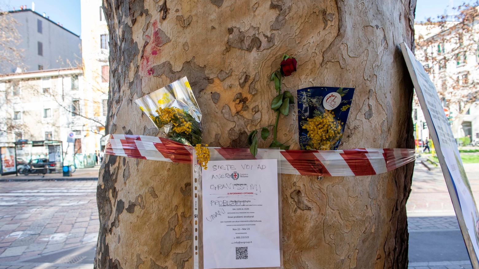 L'avviso del Comune affisso sul platano di piazza Buozzi e i fiori lasciati dai cittadini