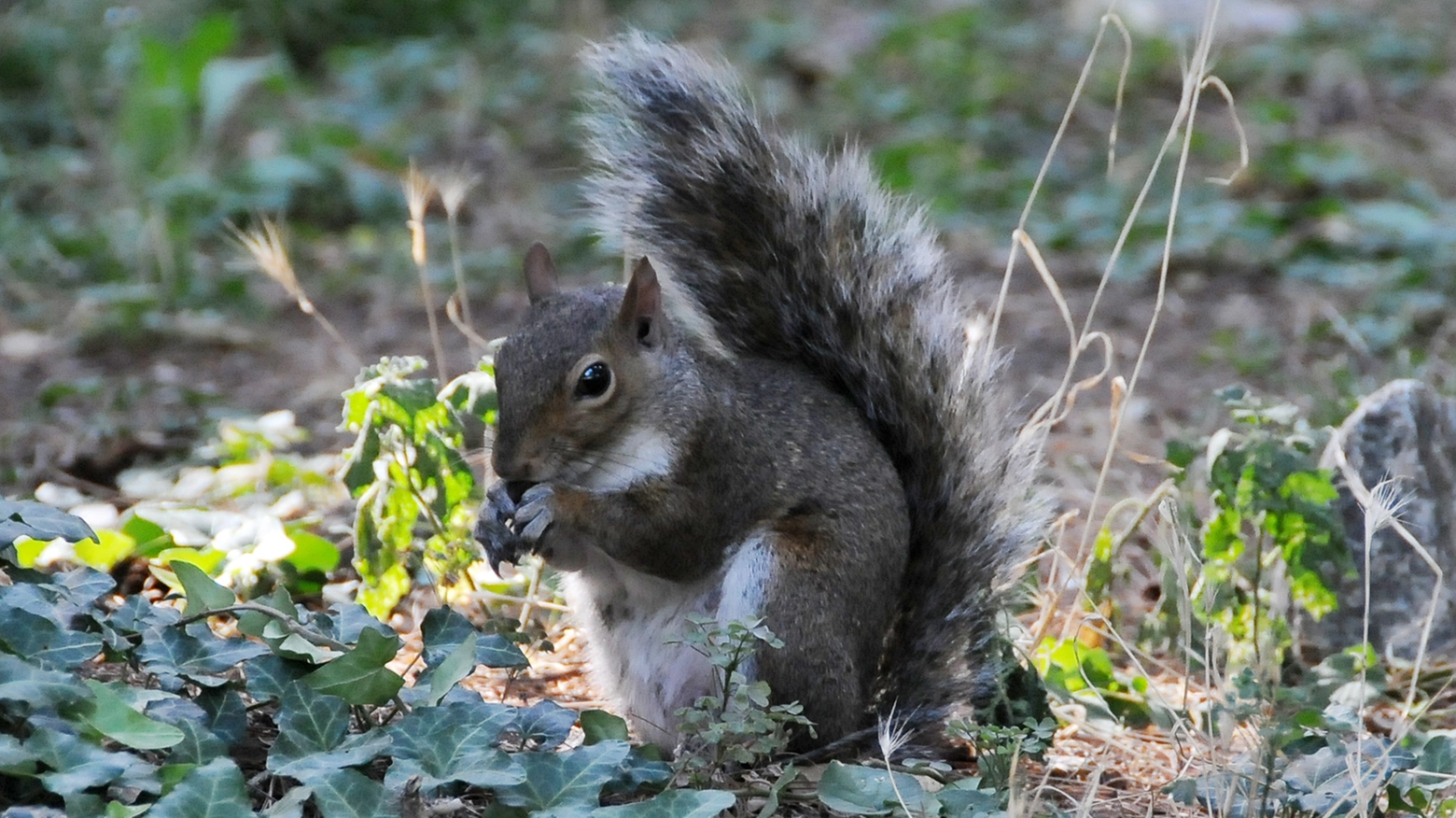 Uno scoiattolo grigio al Parco Castello di Legnano