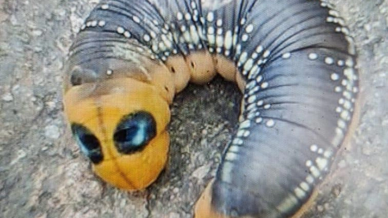 Insolita presenza al Lura. Una Sfinge dell’oleandro