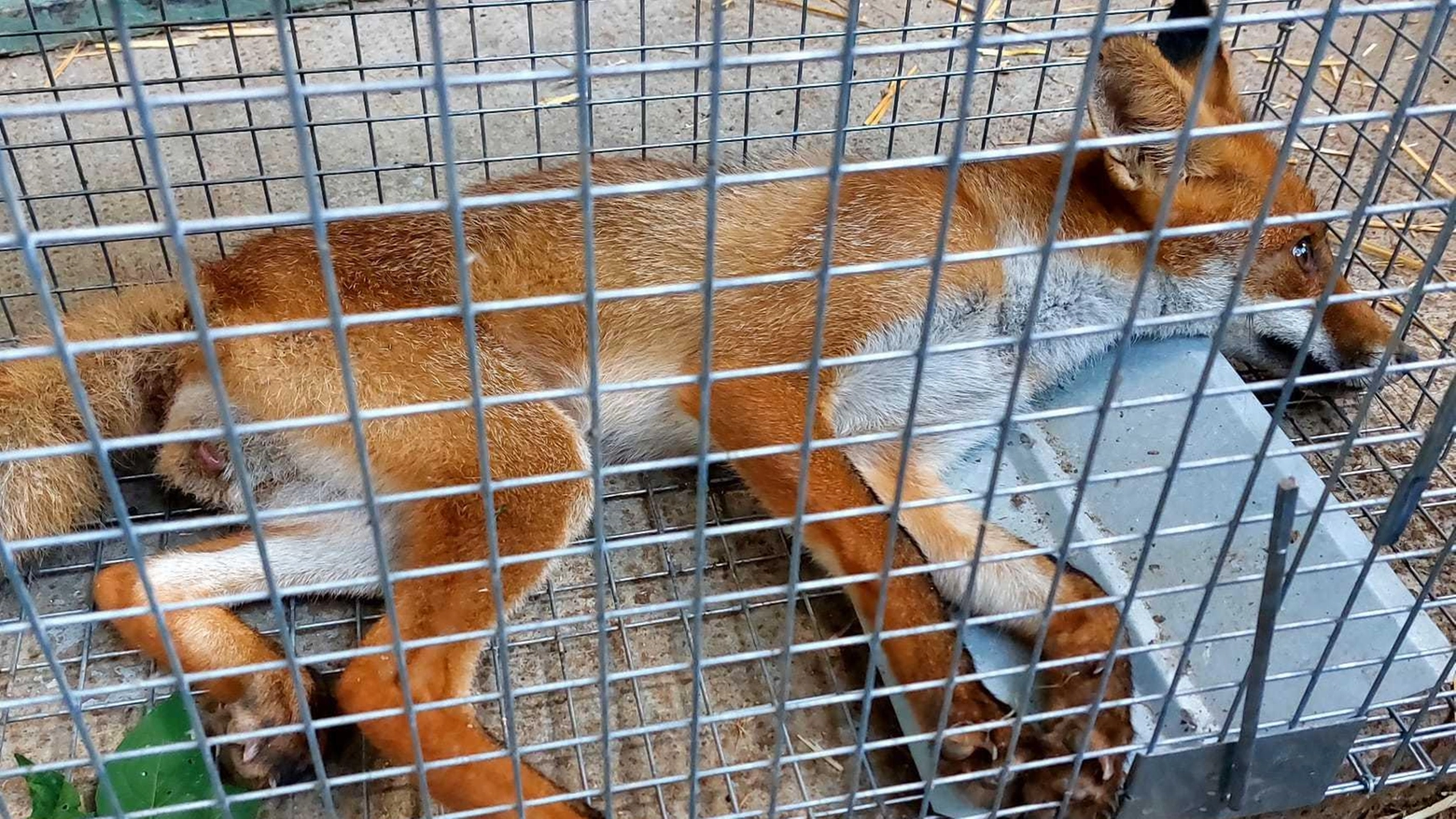 Il cucciolo di volpe ce l’ha fatta: curato e liberato nel parco Il cucciolo di volpe ce l’ha fatta: curato e liberato nel parco