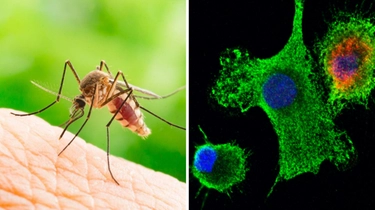 Caso Dengue a Lodi, Bassetti e i virus “esotici”: perché e come i contagi sono possibili