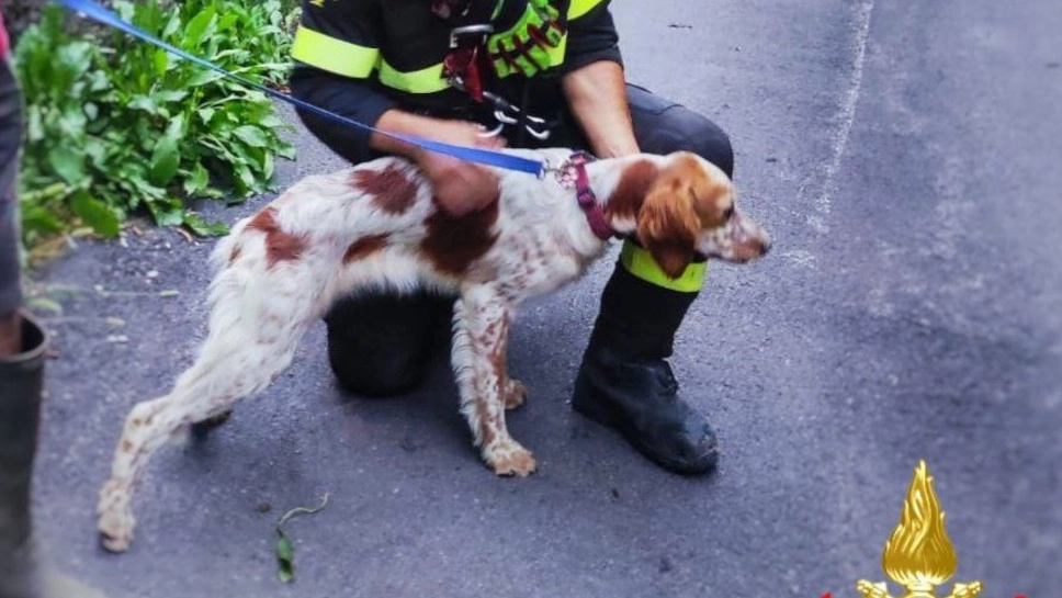 Il cane Zara (foto dei Vigili del fuoco di Lecco)