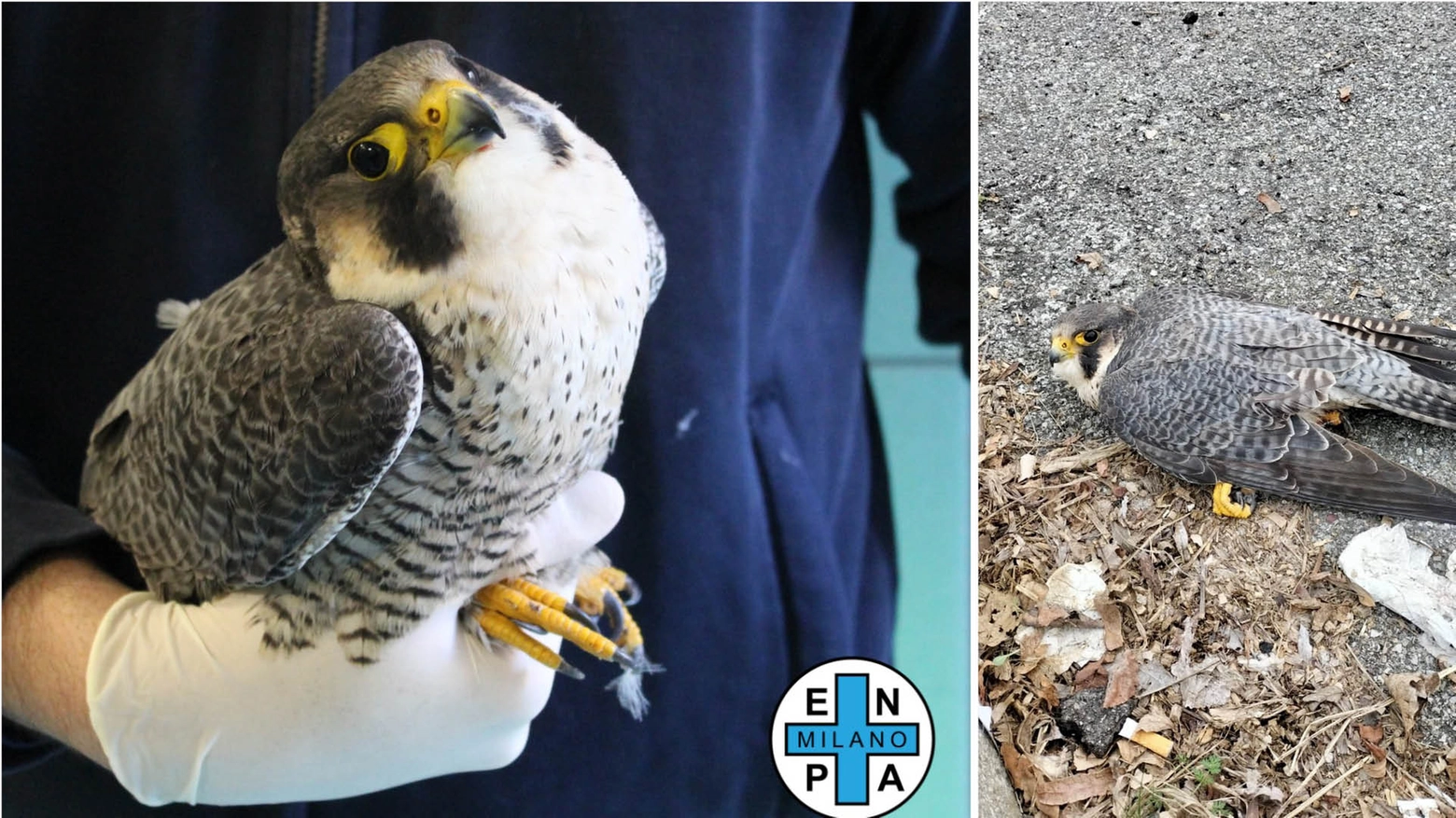 Il falco pellegrino Enzo: nella prima foto nella mani dei veterinari Enpa, nella seconda quando è stato ritrovato in difficoltà