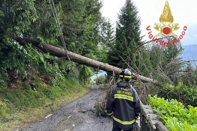 Alberi abbattuti nel Bresciano a causa del maltempo (Foto vigili del fuoco)