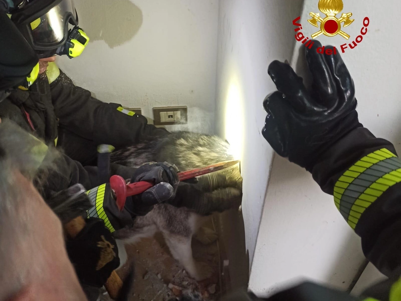 L'husky incastrato nella griglia di ventilazione di un appartamento a Corsico (Foto vigili del fuoco)