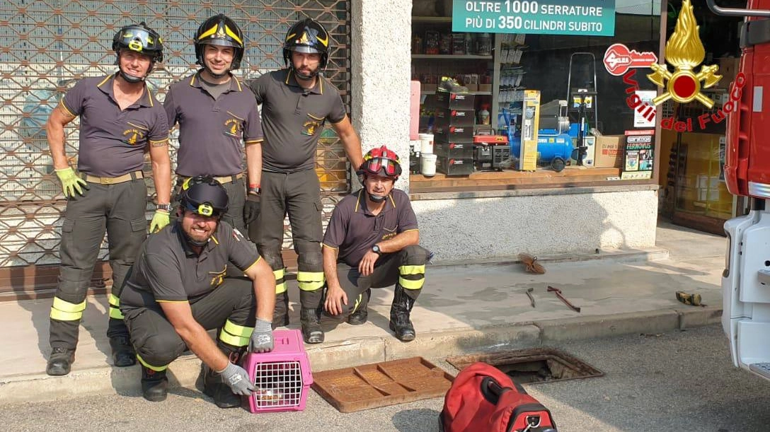I vigili del fuoco che hanno salvano i gattini I vigili del fuoco che hanno salvano i gattini