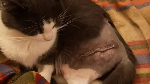 La gattina ferita alla gamba