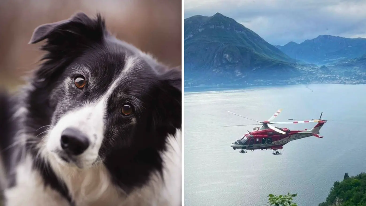 La foto delle ricerche (a destra) e di un cane di razza border collie (foto d'archivio)