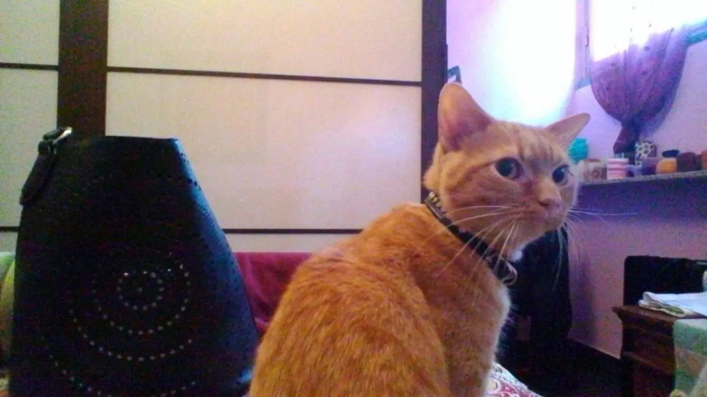 Saronno: gatti scappano dopo un furto in casa, appello per Felix e Jax