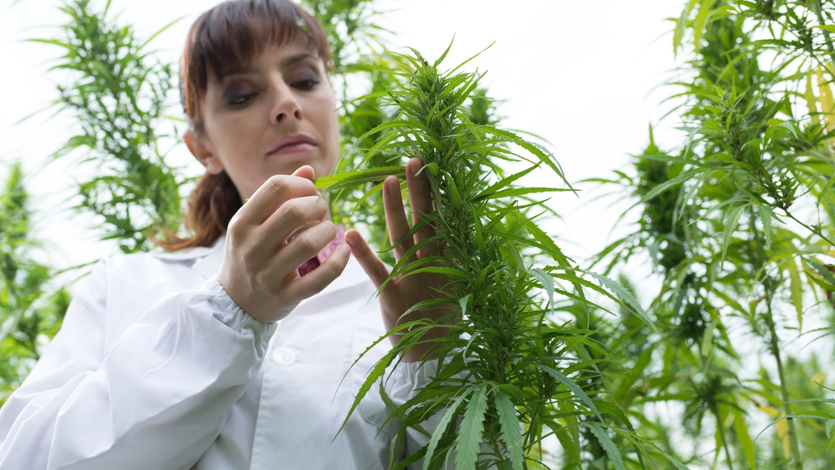 Una coltivazione di cannabis a uso terapeutico