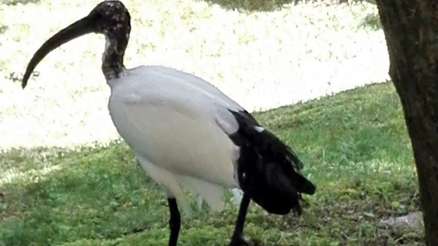 L'ibis sacro fotografato sulle rive del Lario