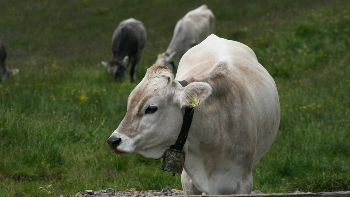 Mucche (Foto L.Gallitto)