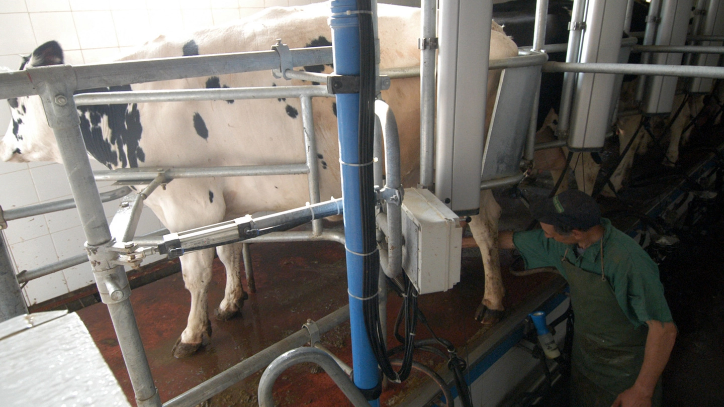 L’operazione di mungitura di una mucca da latte in una cascina del Parco agricolo
