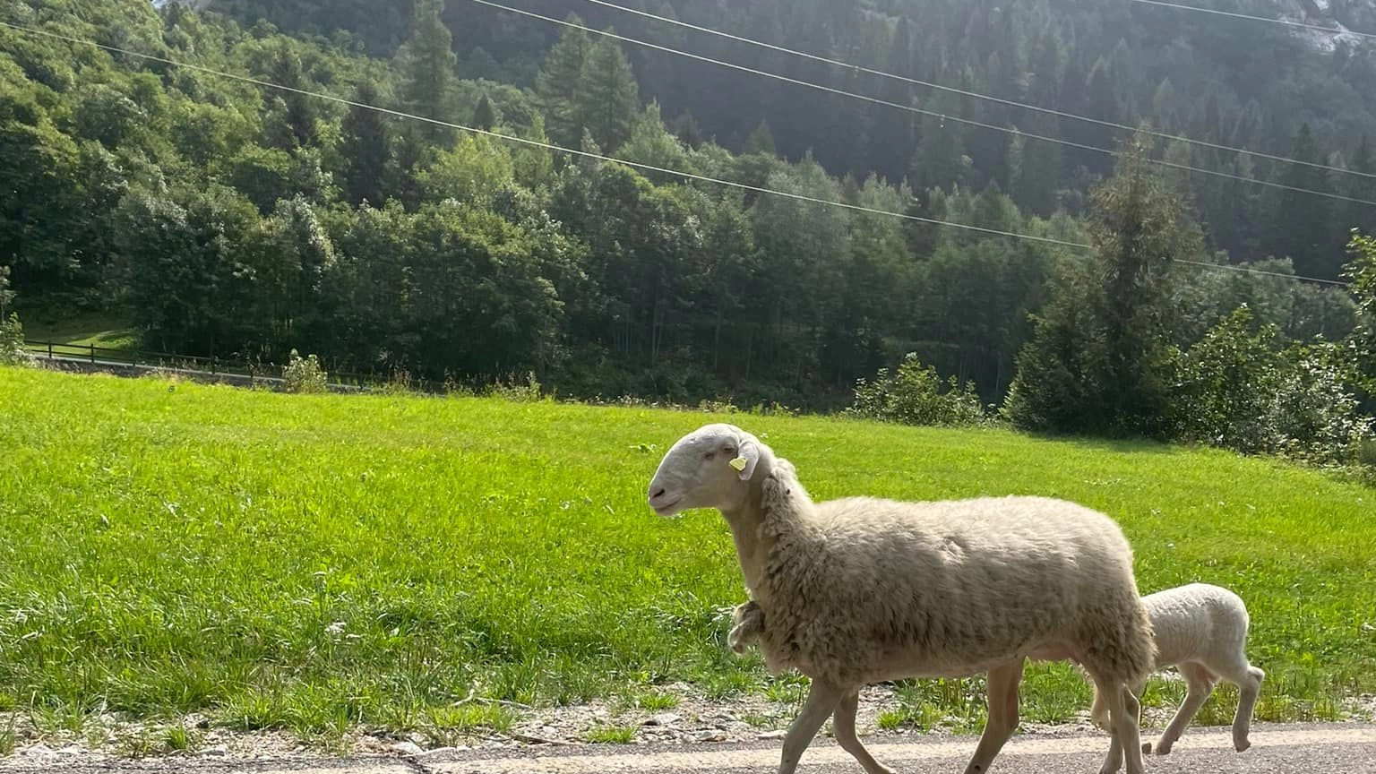 Fortunata e il suo agnellino in viaggio (dalla pagina Facebook di Claudio Morando)
