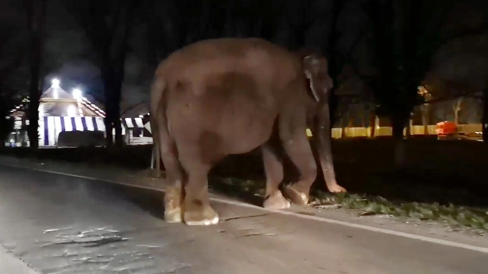 L'elefante sulla circonvallazione a Segrate