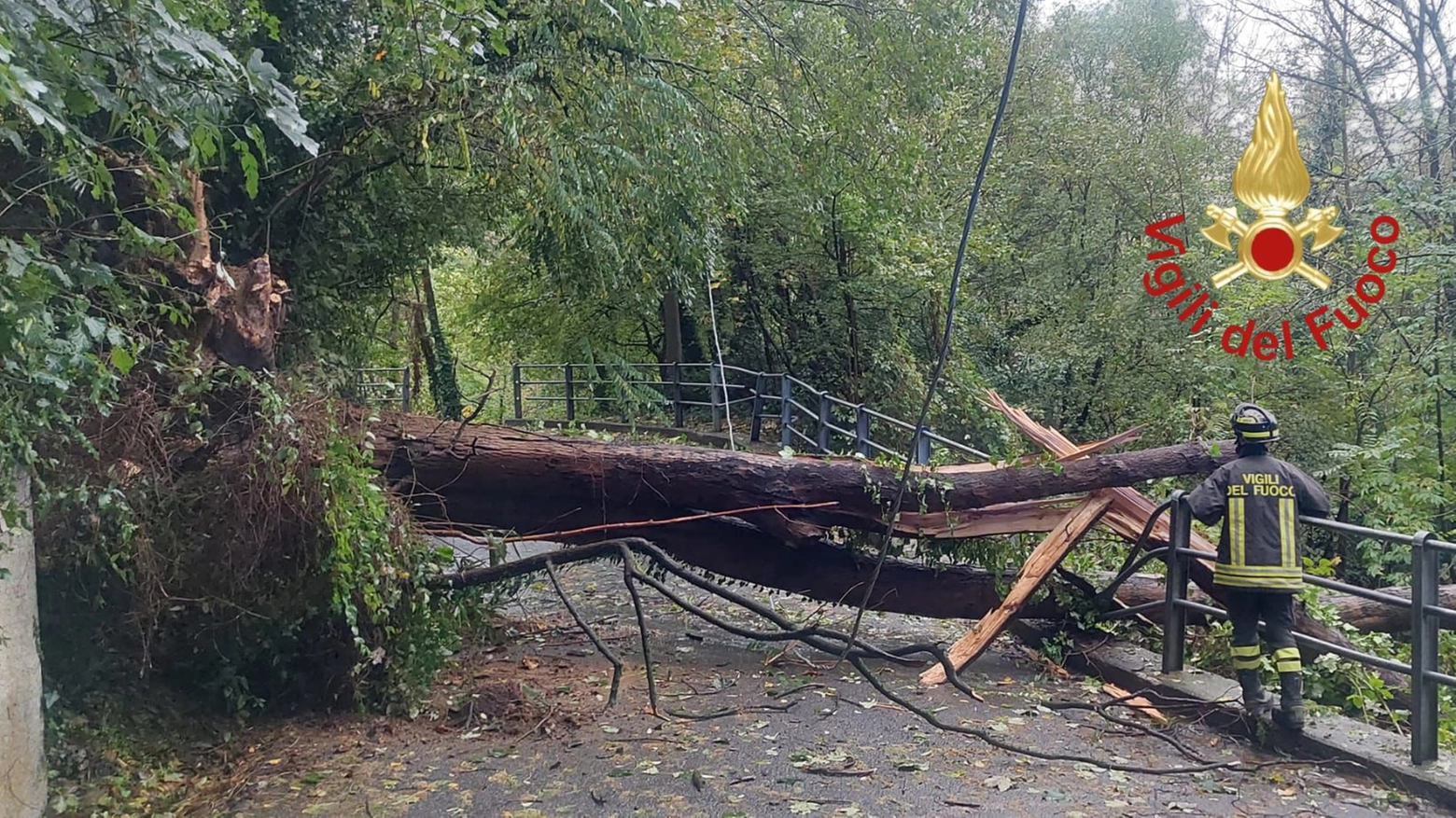 L'albero caduto in Valfresca