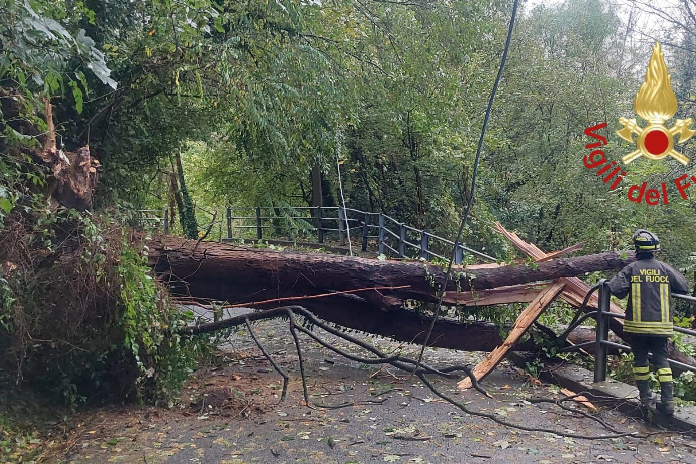 L'albero caduto in Valfresca