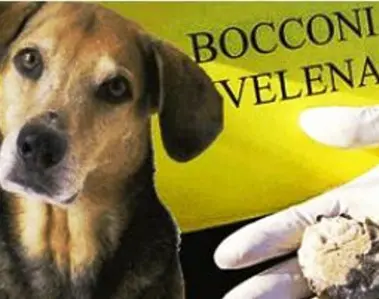 Bocconi avvelenati a Saronno, allarme tra i padroni di cani