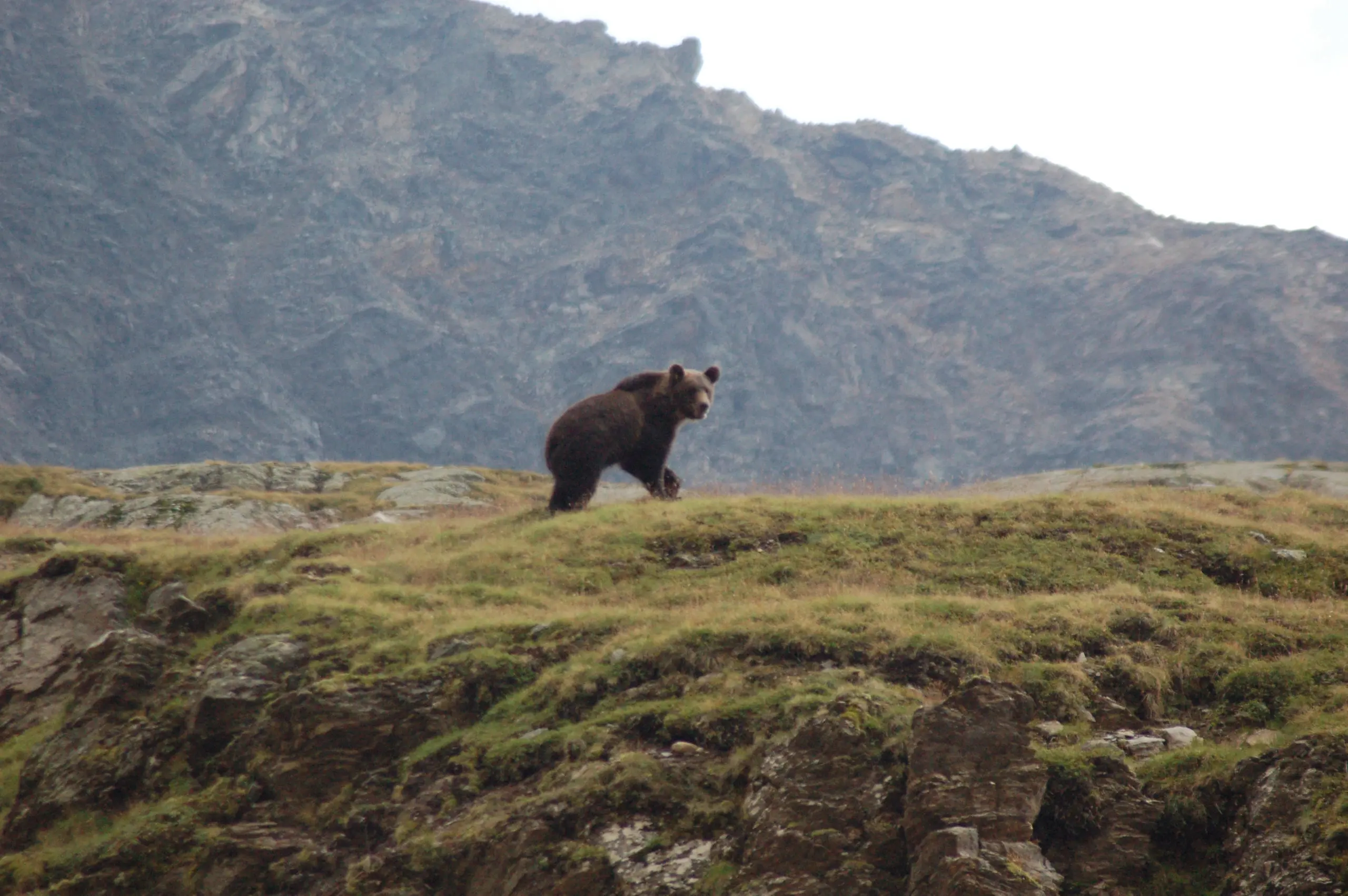 L'orso è tornato: trovata un'orma a Pagnona