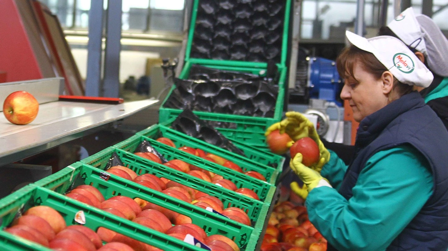 Una fase della lavorazione delle mele della Valtellina