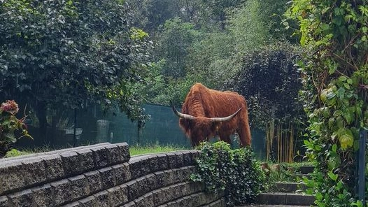 Il toro a spasso a Laveno Ponte Tresa