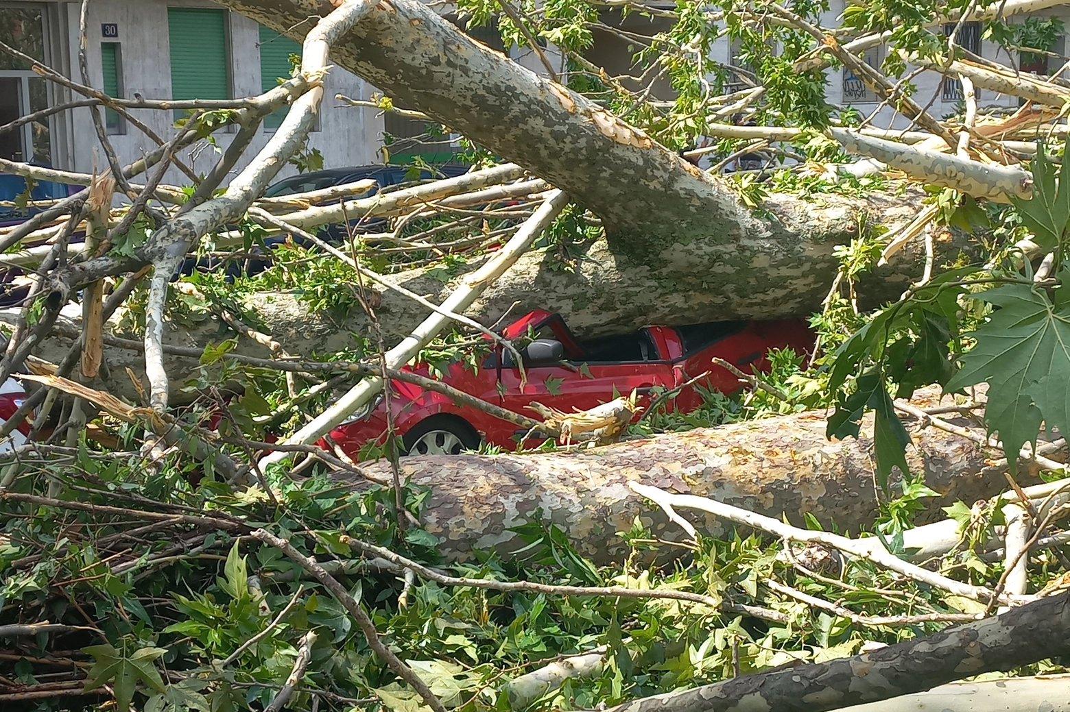 Auto distrutta da un albero in viale Argonne