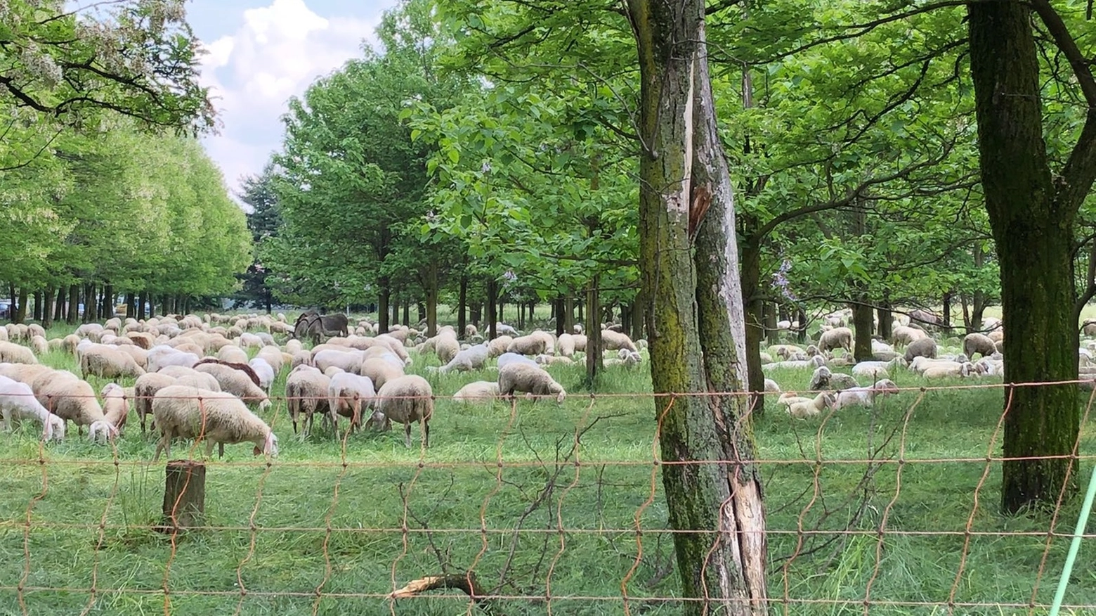 Lissone, il gregge di pecore nel "pratone" di via don Bernasconi
