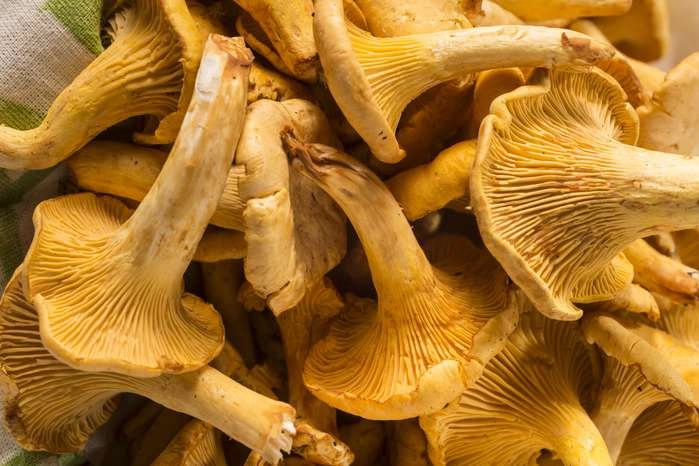 Funghi