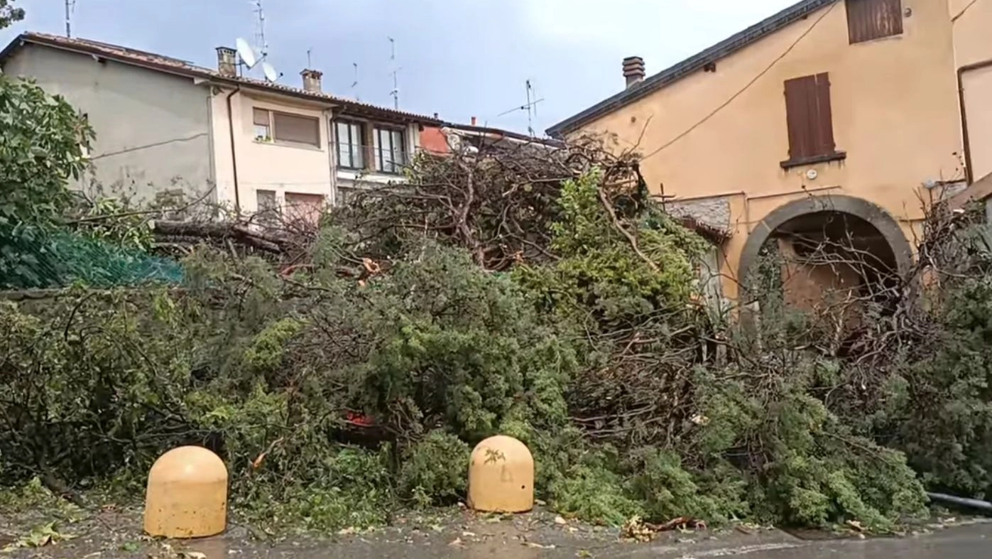 Sarnico, alberi abbattuti (Frame video Facebook Francesco Mavaro)
