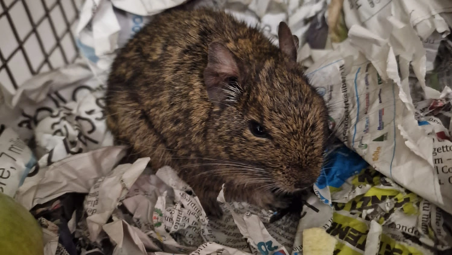 Il piccolo degu trovato a Busto