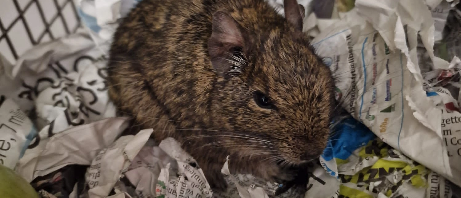 Via Molino, il piccolo roditore, originario del Cile e considerato un animale domestico, è stato notato da una pattuglia che lo ha raccolto per evitare che fosse investito
