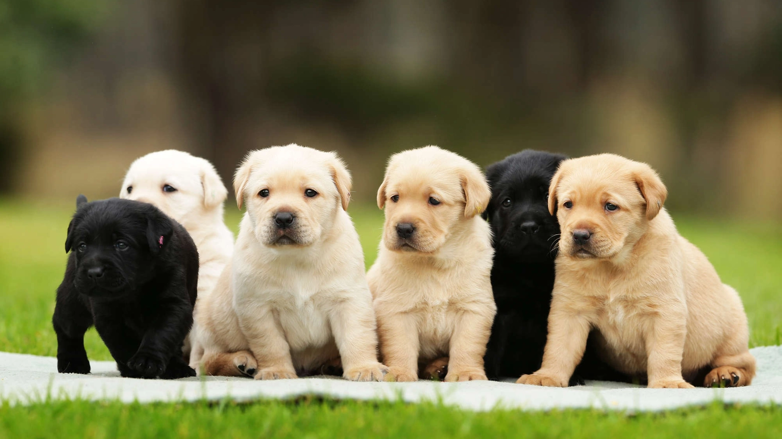 Cuccioli di Labrador in una foto d'archivio Olycom