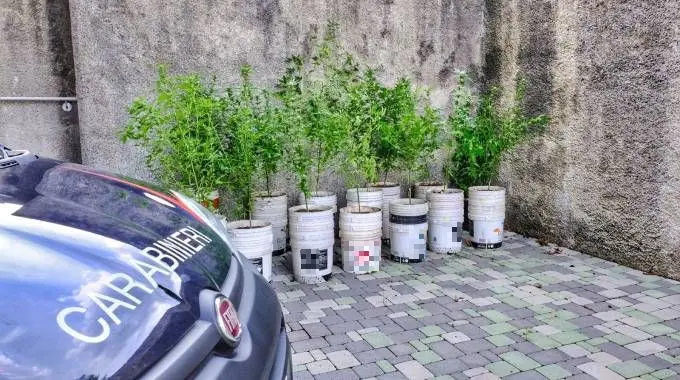 Ardenno, 42 piante di marijuana sequestrate dai carabinieri