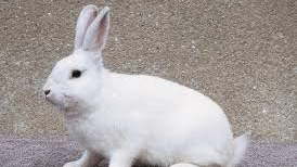 Un coniglio bianco