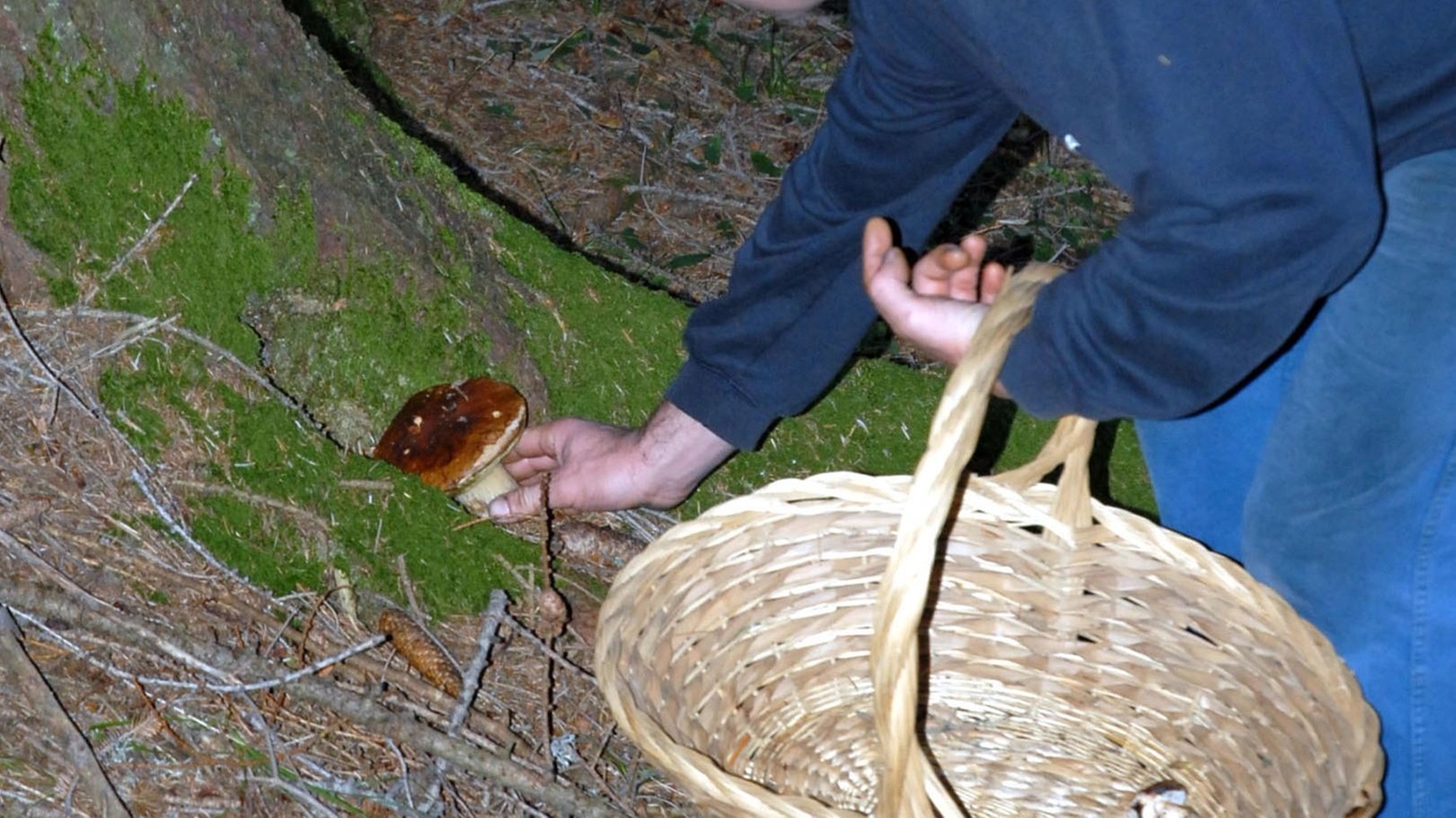 La stagione dei funghi  "Fateli controllare in Ats"