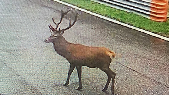 Sempre più spesso i cervi stanno "scendendo" dalle montagne alle zone urbane in cerca di cibo