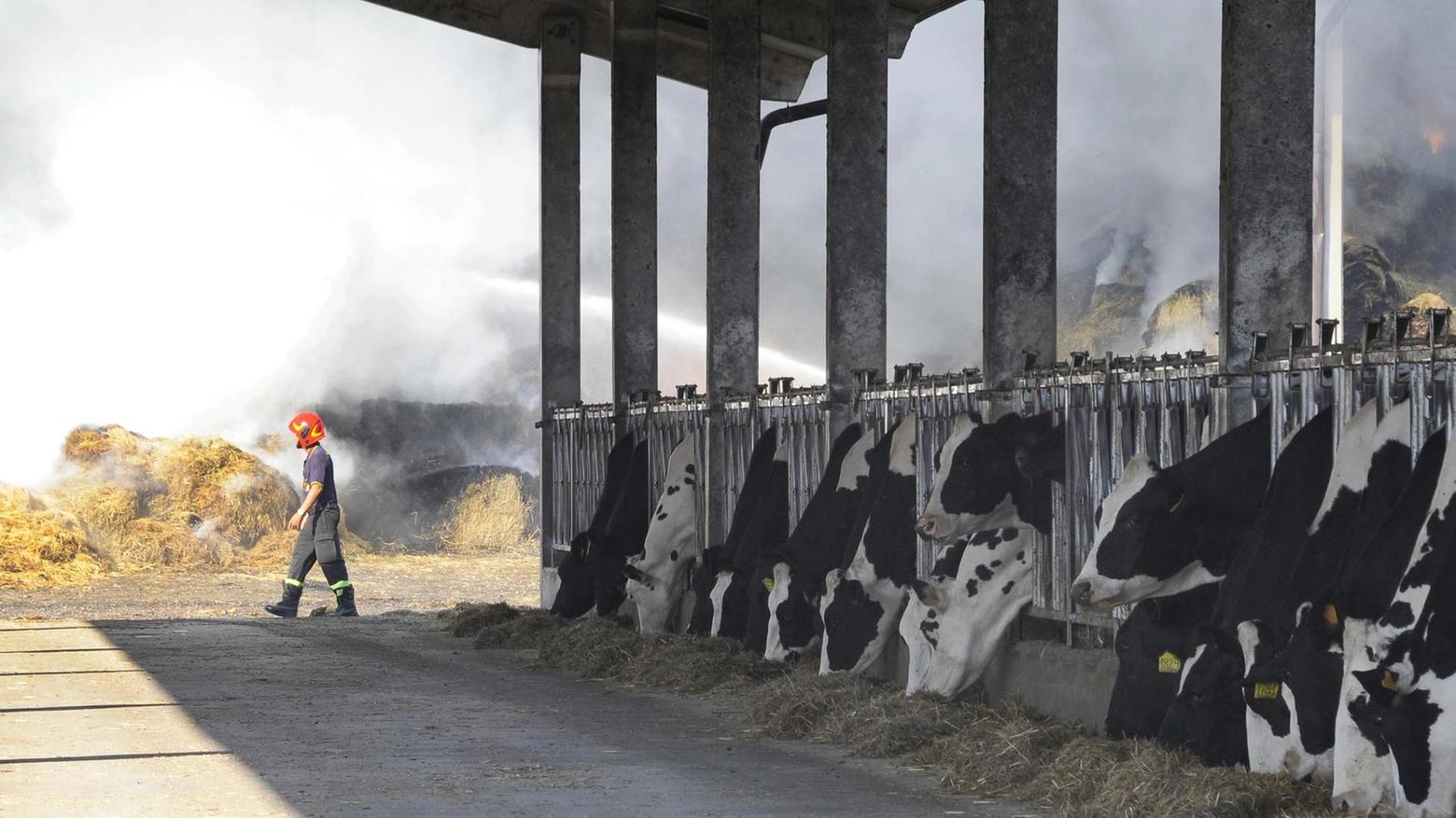 

Maxi rogo a Buccinasco salva decine di mucche da fienile distrutto