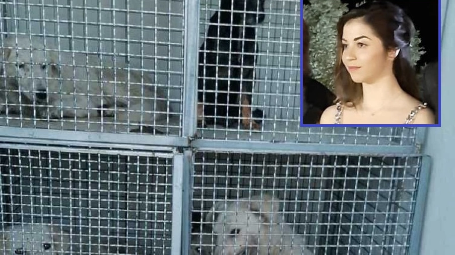 Alcuni dei cani pastore catturati e, nel riquadro, Simona Cavallaro